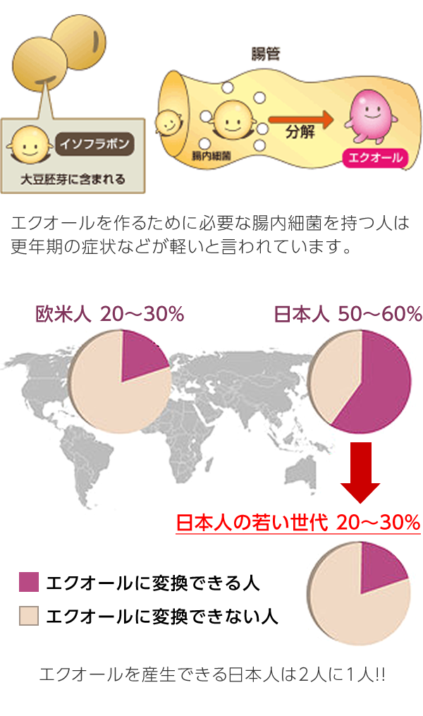 エクオールを作るために必要な腸内細菌を持つ人は更年期の症状などが軽いと言われています。