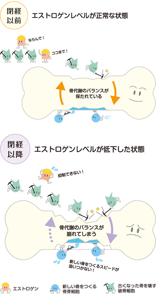 【閉経以前】エストロゲンレベルが正常な状態　【閉経以降】エストロゲンレベルが低下した状態